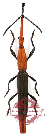 Brenthidae sp. 6