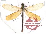 Neurobasis chinensis ssp. chinensis (SPREAD)