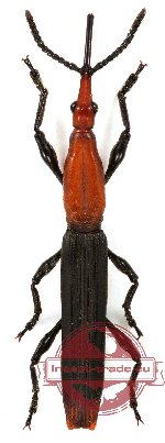 Brenthidae sp. 6