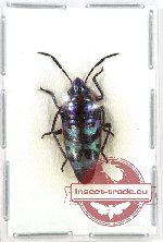 Scutellarinae sp. 17A (A-)