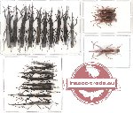 Scientific lot no. 1 Brenthidae (22 pcs)