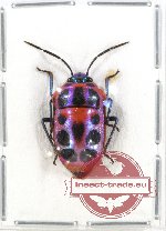 Scutellarinae sp. 28