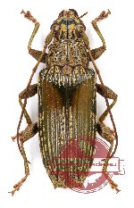 Tmesisternini sp. 7