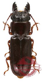 Parandra austrocaledonica