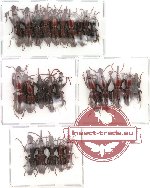 Scientific lot no. 2 Brenthidae (25 pcs)