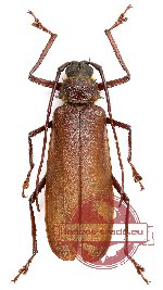 Rugosophysis frater ssp. frater