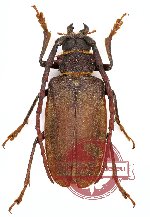 Prionotyrannus closteroides