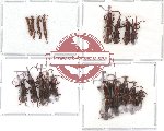 Scientific lot no. 3 Brenthidae (18 pcs)