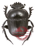 Scarabaeus laticollis