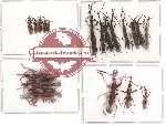 Scientific lot no. 4 Brenthidae (19 pcs)