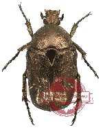 Protaetia (Potosia) famelica