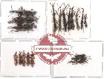 Scientific lot no. 5 Brenthidae (19 pcs)