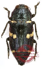 Dicercomorpha interrupta ssp.