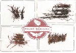 Scientific lot no. 6 Brenthidae (19 pcs)