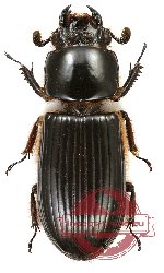 Passalidae sp. 11A