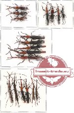 Scientific lot no. 7 Brenthidae (18 pcs)