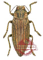Chrysodema sp. 18A