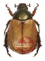 Anomala sp. 48