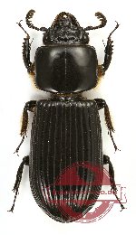 Passalidae sp. 18