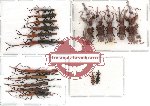 Scientific lot no. 8 Brenthidae (18 pcs)