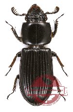 Passalidae sp. 13