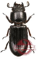 Passalidae sp. 15