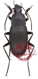 Carabidae sp. 29