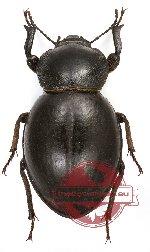 Tenebrionidae sp. 46