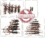 Scientific lot no. 10 Brenthidae (21 pcs)