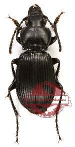 Carabidae sp. 30 (A2)