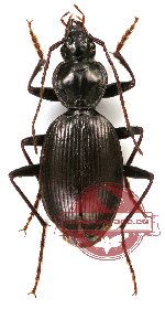 Carabidae sp. 32