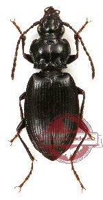 Carabidae sp. 34
