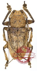 Lamiinae sp. 10 (A2)