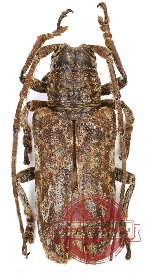 Lamiinae sp. 11