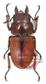 Prosopocoilus laterinus ijengensis