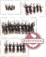 Scientific lot no. 12 Brenthidae (26 pcs)