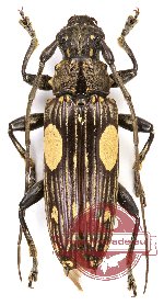 Pascoea degenerata (A-)