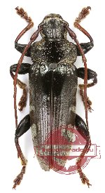 Tmesisternus viridescens