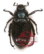 Blitopertha sp. 1