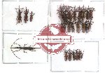 Scientific lot no. 13 Brenthidae (26 pcs)