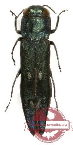 Agrilus sp. 32