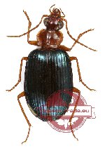 Lebiinae sp. 6