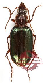 Lebiinae sp. 7