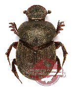 Onthophagus sp. 11