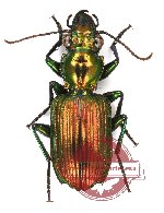 Catascopus sp. 10