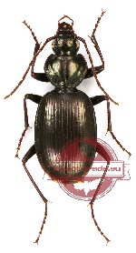 Carabidae sp. 31