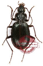 Carabidae sp. 33