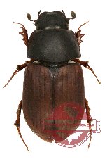 Amidorus mortiorum