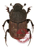 Liatongus sp. 2