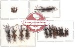 Scientific lot no. 16 Brenthidae (16 pcs)